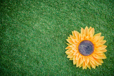 Sunflower on artificial grassの写真素材