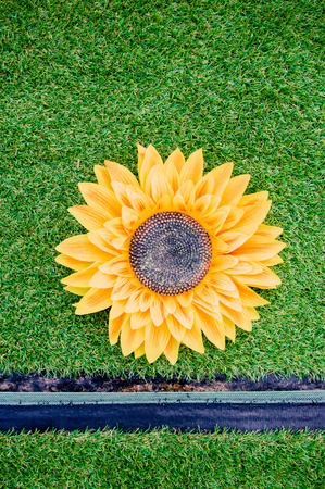 Sunflower on artificial grassの写真素材