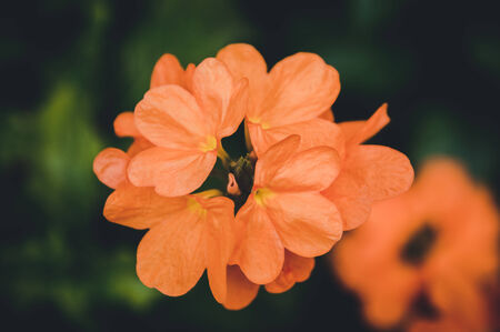 very beautiful bright orange flower in macroの写真素材