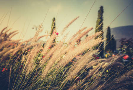 Vintage photo of a meadow.の写真素材
