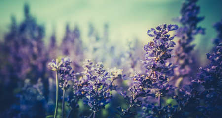 Vintage photo of nature backgroundの写真素材