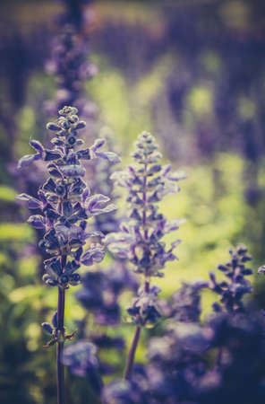 Vintage photo of nature backgroundの写真素材