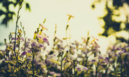 Vintage photo of wild flower in sunsetの写真素材