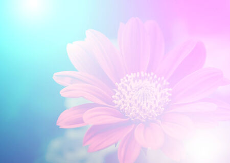 vivid color beautiful wild flowers in soft style.For art texture or web design and vertical backgroundの写真素材