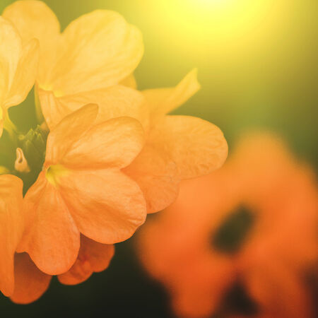 vivid colors beautiful floral in soft style.For art texture or web design and floral background.の写真素材