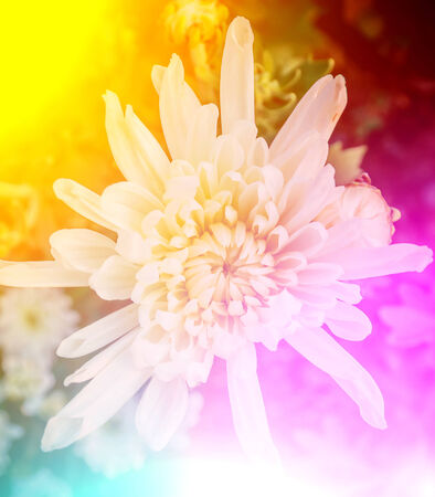 vivid colors beautiful floral in soft style.For art texture or web design and floral background.の写真素材