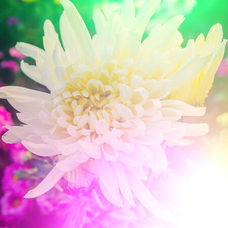 vivid colors beautiful floral in soft style.For art texture or web design and floral background.の写真素材