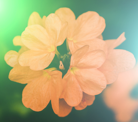 vivid colors beautiful floral in soft style.For art texture or web design and floral background.の写真素材