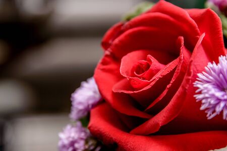 Closeup of a beautiful roses