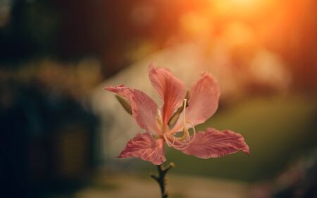 Beautiful pink flower in the woods litterの写真素材