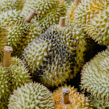 Durian infectious disease. black fungus on durian peel.の写真素材