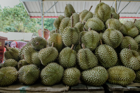 durian on sale, healthy durians for sale in the garden,It is a favorite fruit that people have...