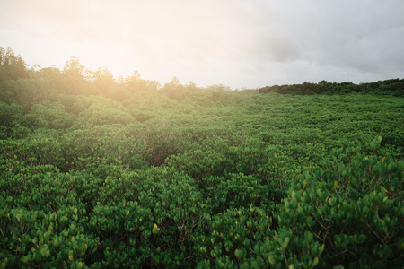 Mangrove forest in the tropics. Natural tropical mangrove forest in Thailand. Sunset at Thailand.