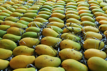 Mango fruit in the summerの写真素材