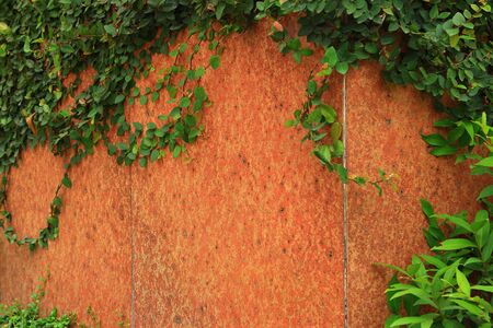 Green Creeper Plant growing on a wallの写真素材