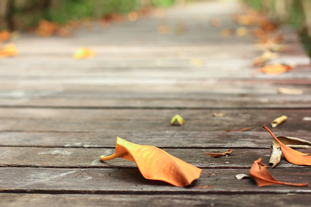 leaves drop on a wooden bridgeの写真素材