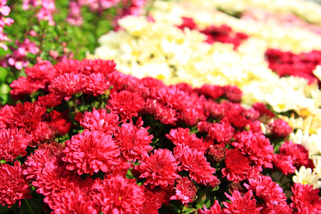 the clear sky with red flower in gardenの写真素材