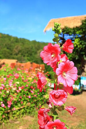 morning holiday with blue clear sky and pink flower bloom in garden の写真素材