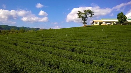morning tea plantations on the mountain countryside area,landscape with agriculture on hill clear...