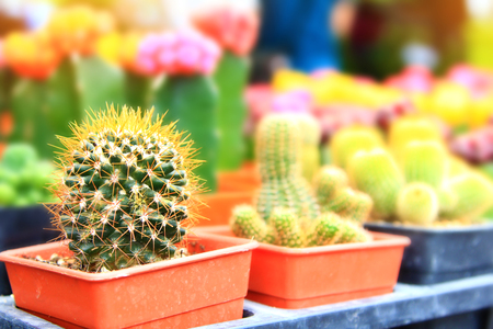 close up colorful beautiful cactus,cactus ornamental plants in jardiniere in gardenの写真素材