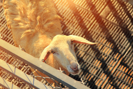 morning time and sheep chewing grass so delicious in farm,close up lovely baa-lambの写真素材