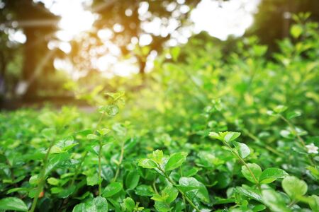 green leaves background,beautiful green bokeh effect of nature,sunlight morning in parkの写真素材