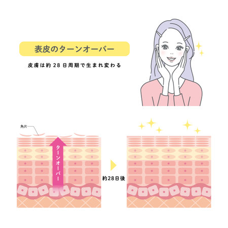 Skin turnover skin structure and womenのイラスト素材