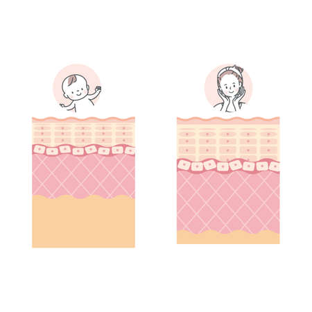 Baby and adult skin description Skin layer skinのイラスト素材