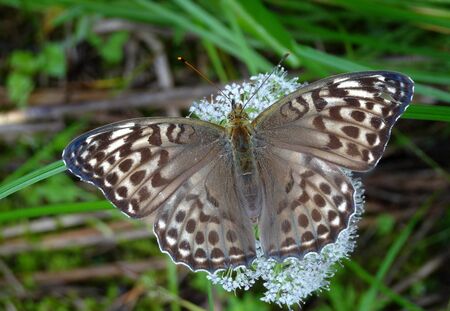 Large motley butterfly spread its wings sitting on a white flowerの写真素材