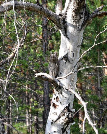 small owl with ears lurking by the trunk on a white birchの写真素材