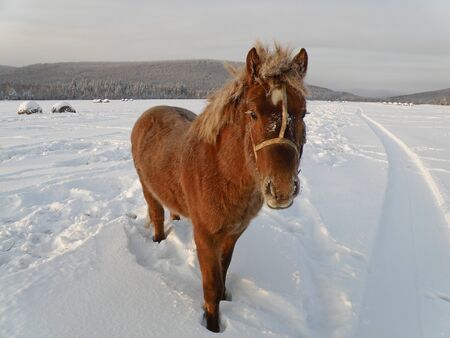 Red horse with wool covered with white hoarfrost in a snowy fieldの写真素材