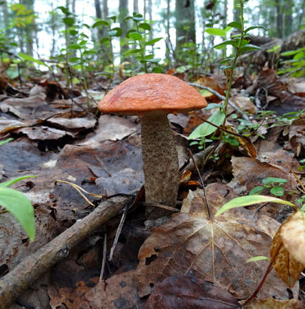 White mushroom with a red hat in the forestの写真素材