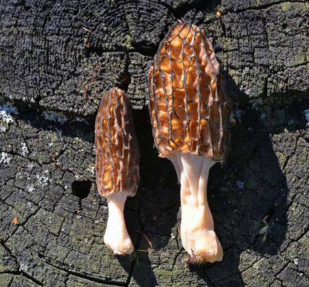 Morels with an openwork brown hat on an old stump