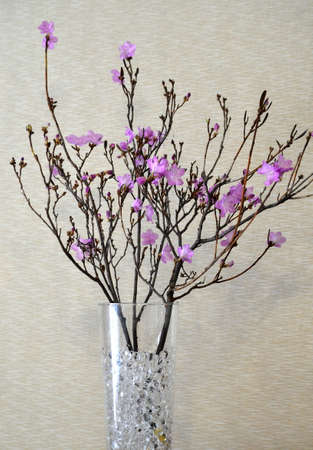 bouquet of Baikal rhododendron with pink flowers in a glass vaseの写真素材