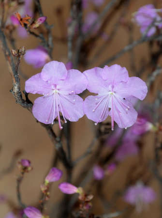 Baikal rhododendron branch with pink flowers
