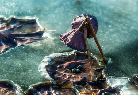 Dry lotus flower in the ice of a frozen lakeの写真素材