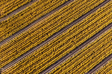 Orange, green, yellow field pattern with horizontal parallel lines from the airの写真素材