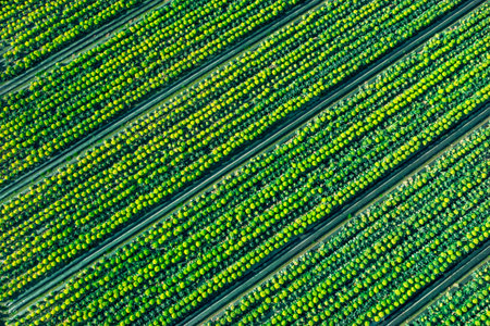 Orange, green, yellow field pattern with horizontal parallel lines from the airの写真素材