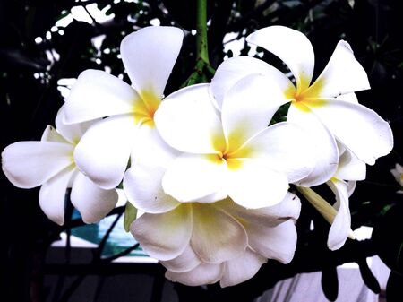 Beautiful flowersの素材