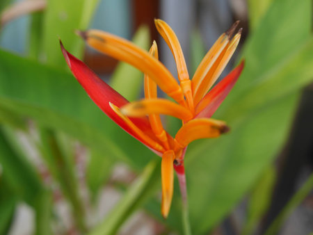 Bird of paradiseの素材