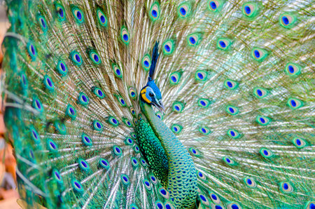 Green Peacockの写真素材