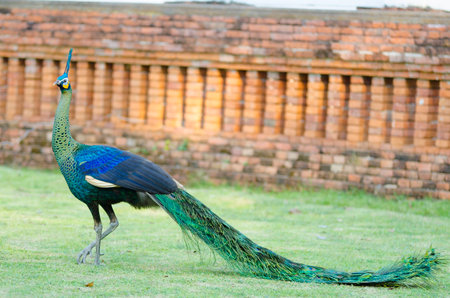 Green Peacockの写真素材