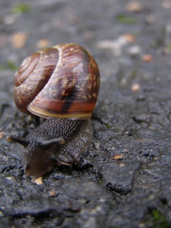 Snailの写真素材