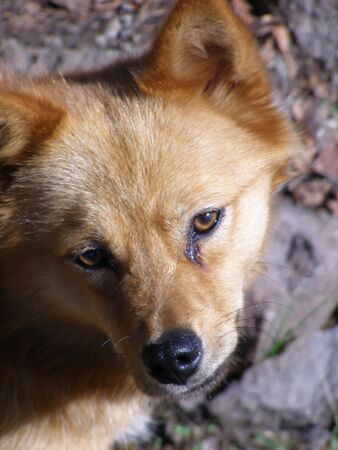 Doggyの写真素材