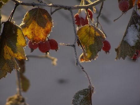 Surprise winterの写真素材