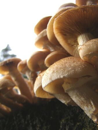 Mushroom infestationの写真素材