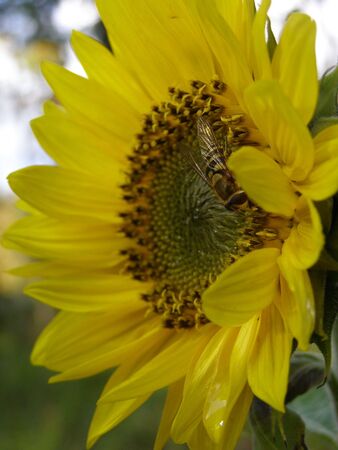 Flowers and beesの写真素材