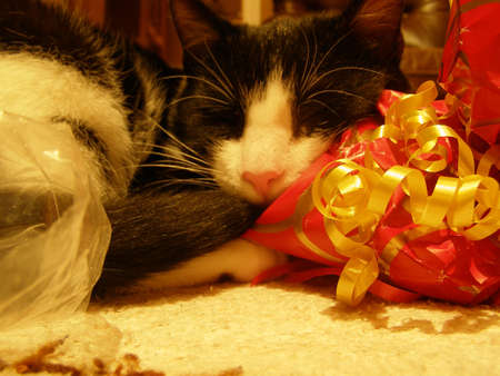 Holiday spiritの写真素材