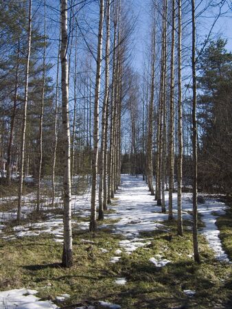Pathway to winterworldの写真素材