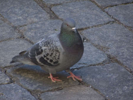 Birdbrainの写真素材